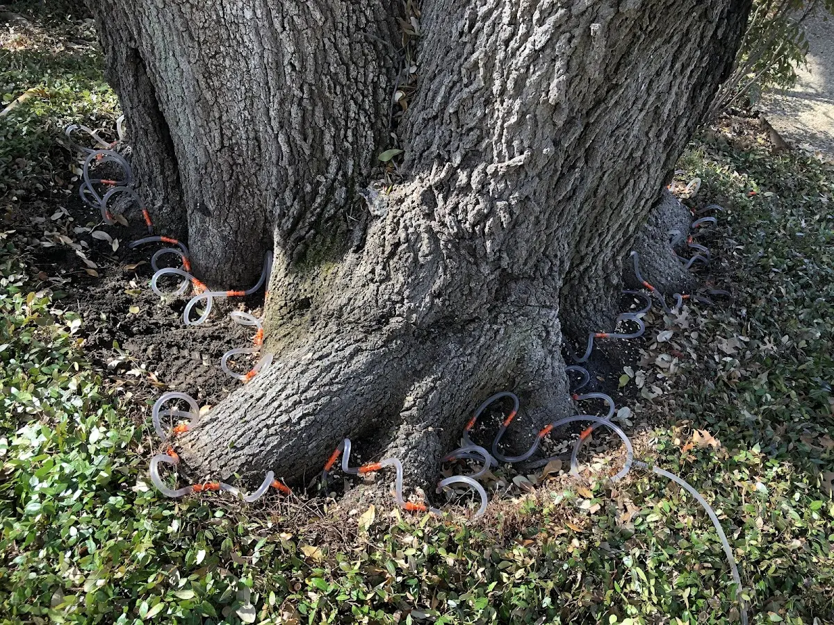 Detailed Shrub and Hedge Trimming job site in Bannister